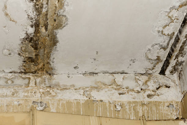 Best Post-Construction Mold Inspection  in Red Corral, CA