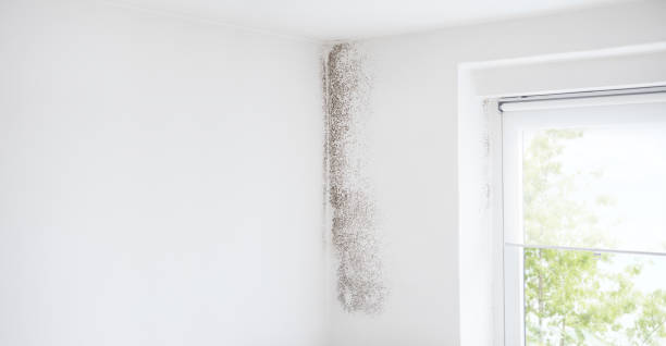 Best Biohazard Mold Removal  in Red Corral, CA