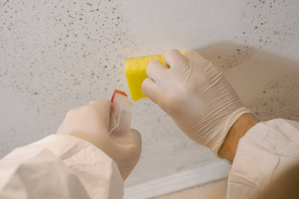 Best Attic Mold Removal  in Red Corral, CA