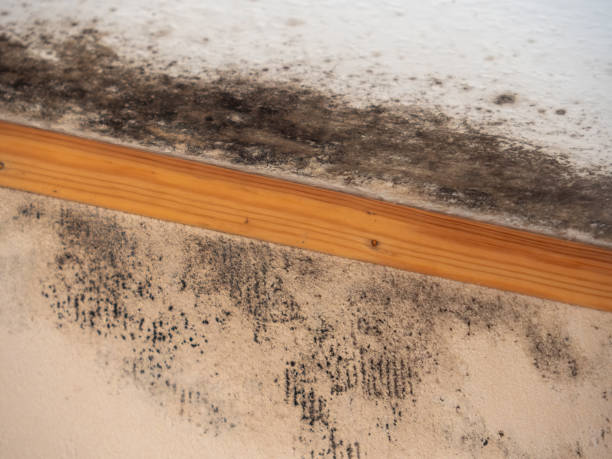 Best Real Estate Mold Inspection  in Red Corral, CA