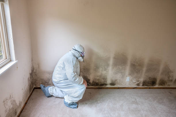 Best Commercial Mold Inspection  in Red Corral, CA