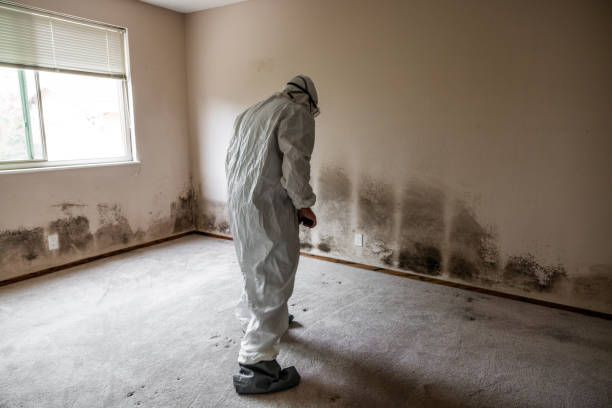 Best Industrial Mold Remediation  in Red Corral, CA