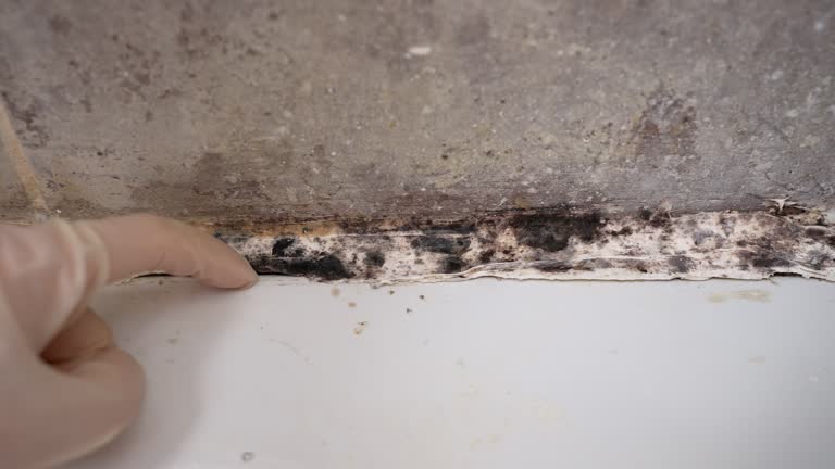 Best Mold Odor Removal Services  in Red Corral, CA