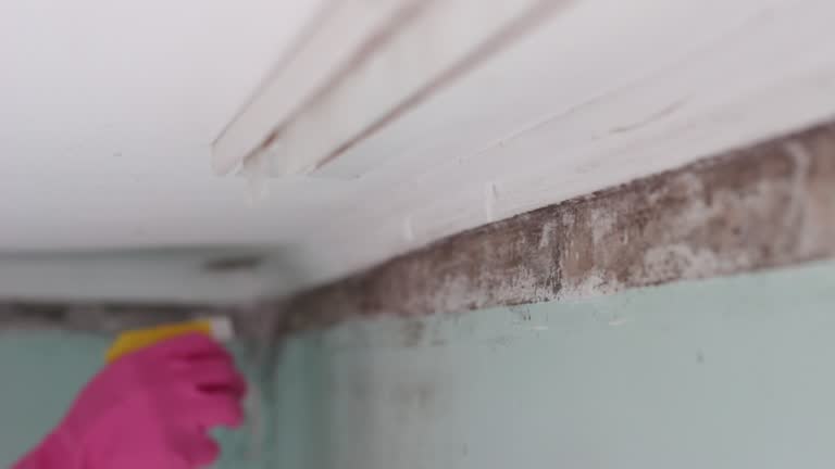  Red Corral, CA Mold Removal Pros