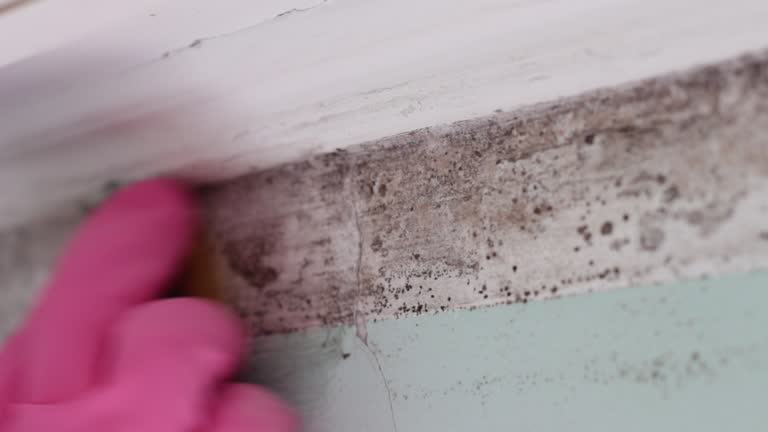 Best Mold Documentation for Insurance Claims  in Red Corral, CA